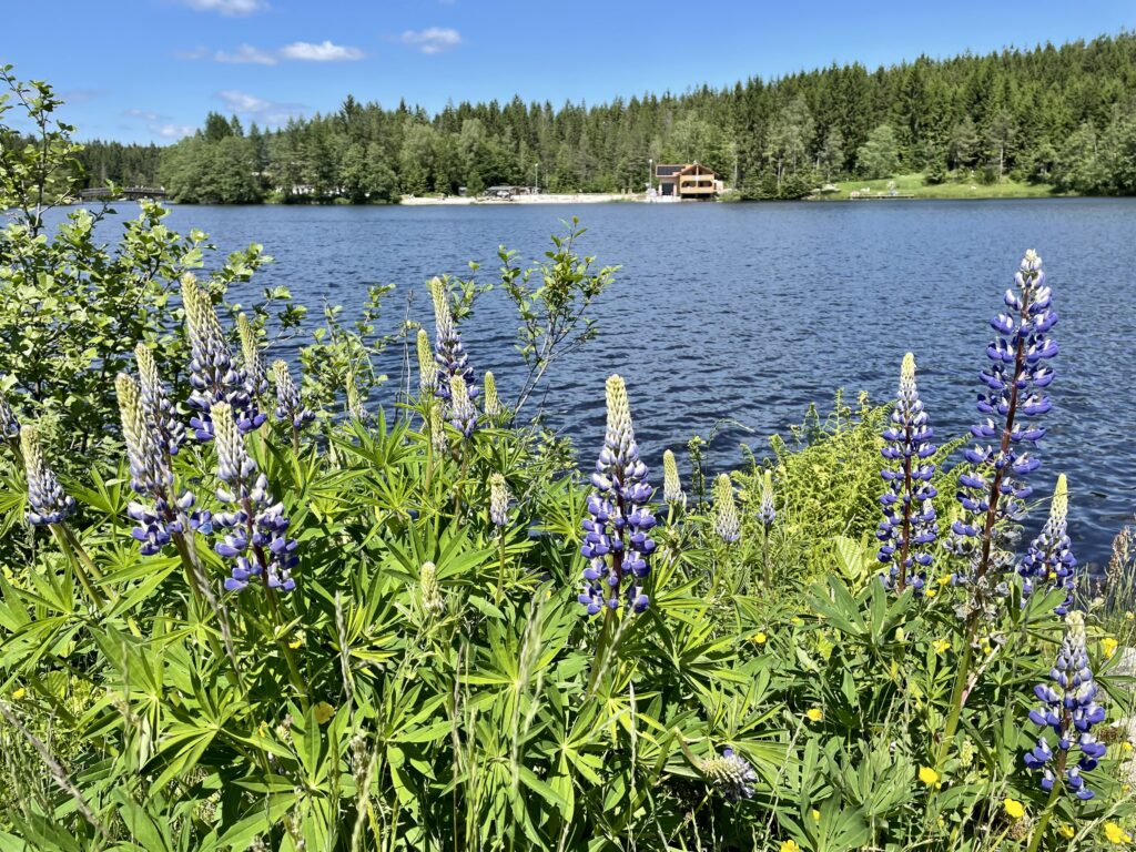 Foto 13.06.21, 14 05 28